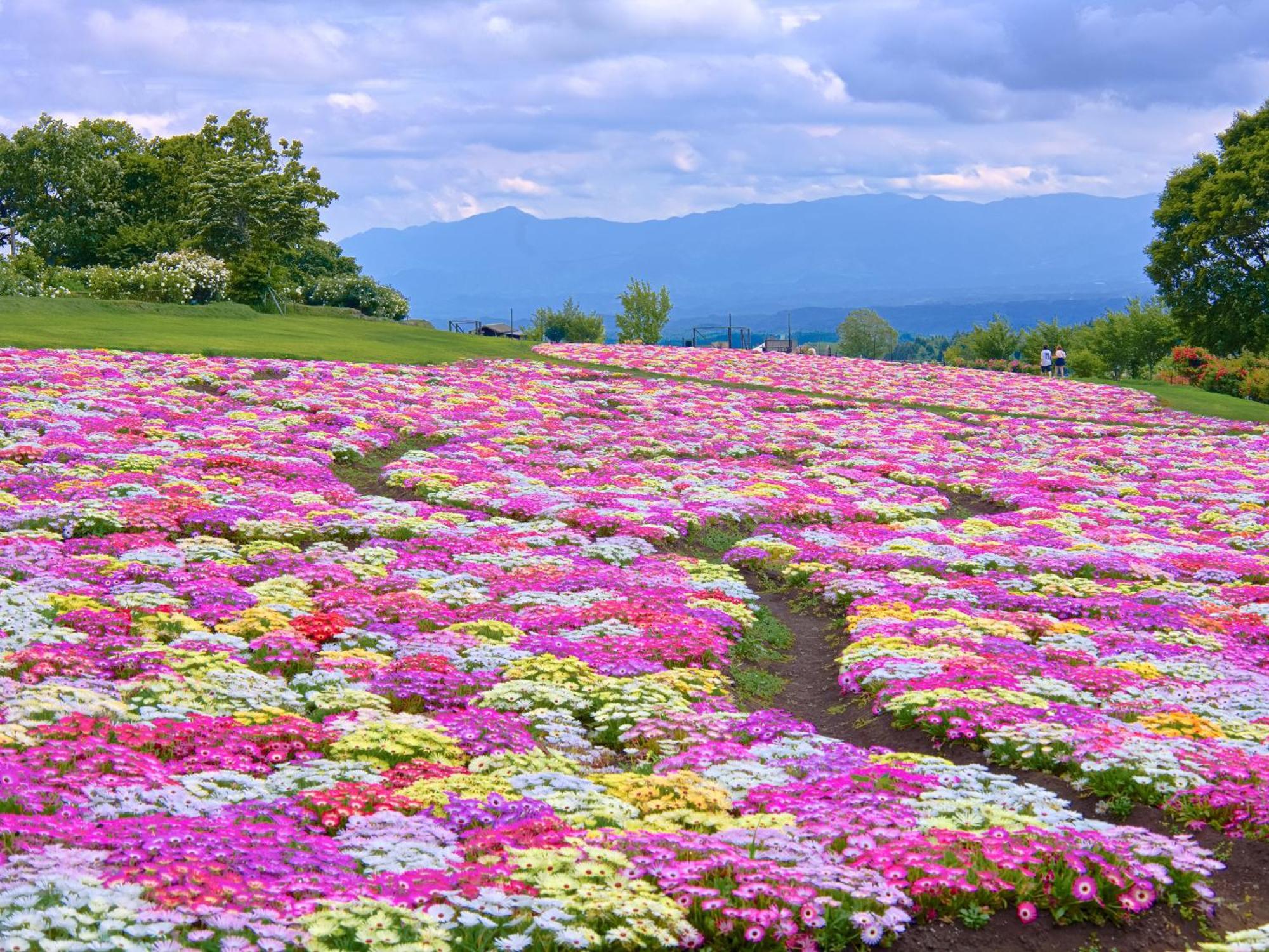 くじゅう花公園　キャンピングリゾート花と星 Kuju Exteriér fotografie