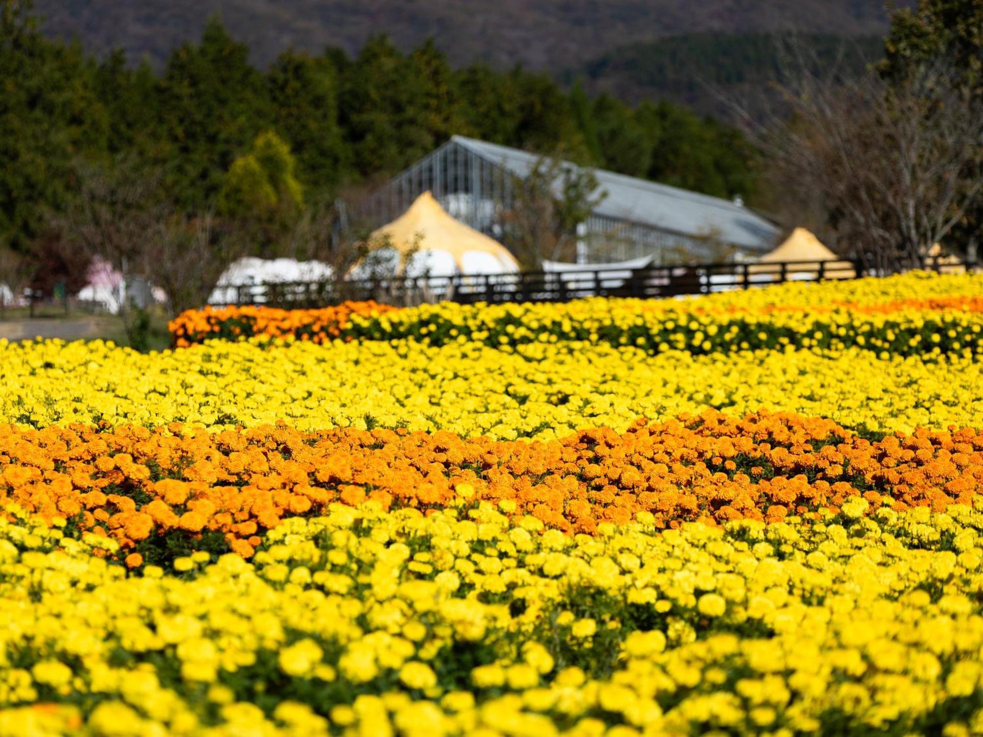 くじゅう花公園　キャンピングリゾート花と星 Kuju Exteriér fotografie