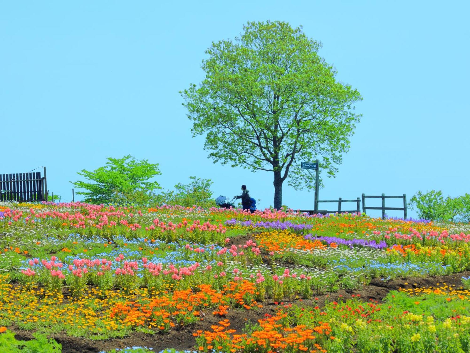 くじゅう花公園　キャンピングリゾート花と星 Kuju Exteriér fotografie
