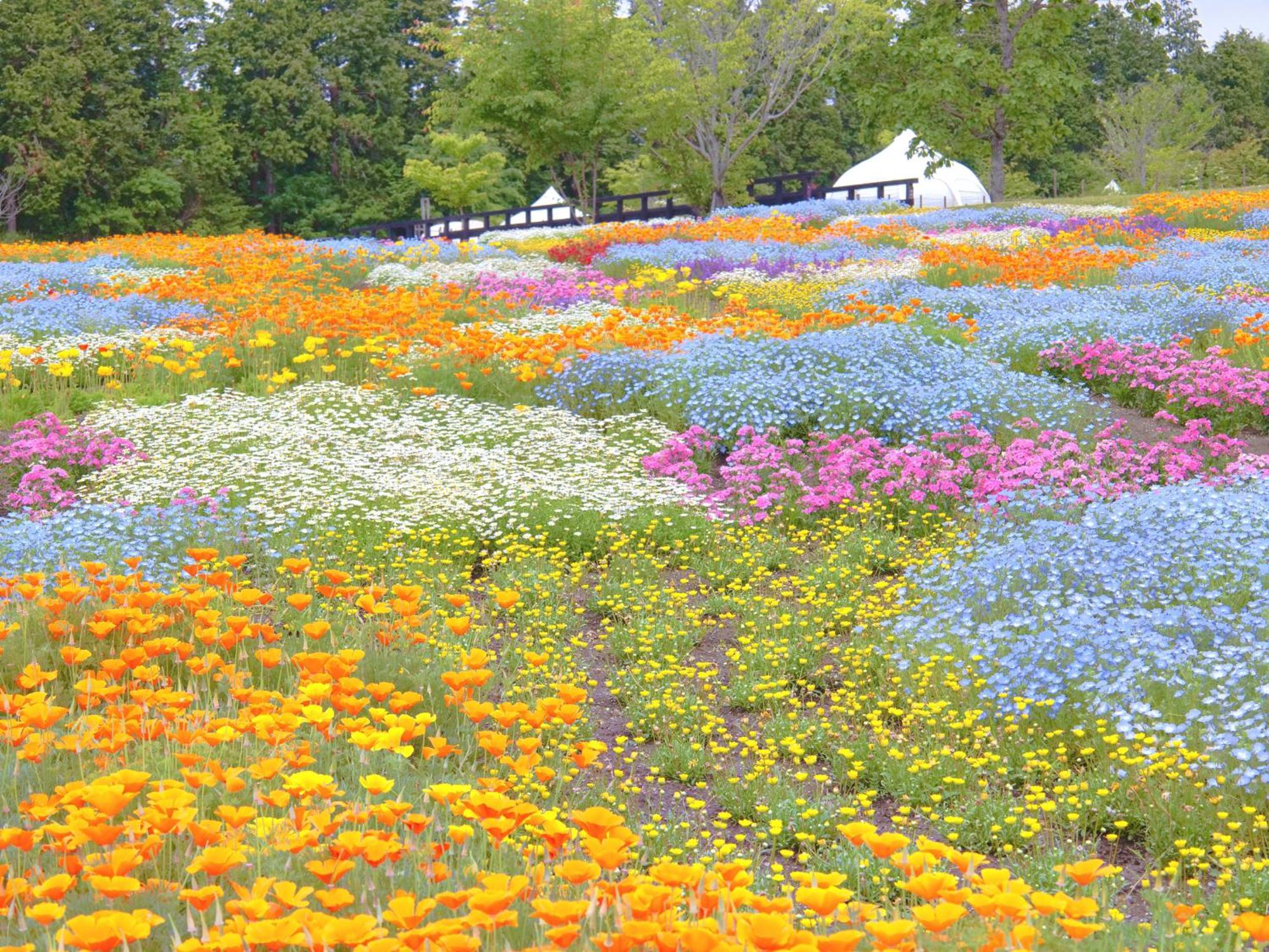 くじゅう花公園　キャンピングリゾート花と星 Kuju Exteriér fotografie