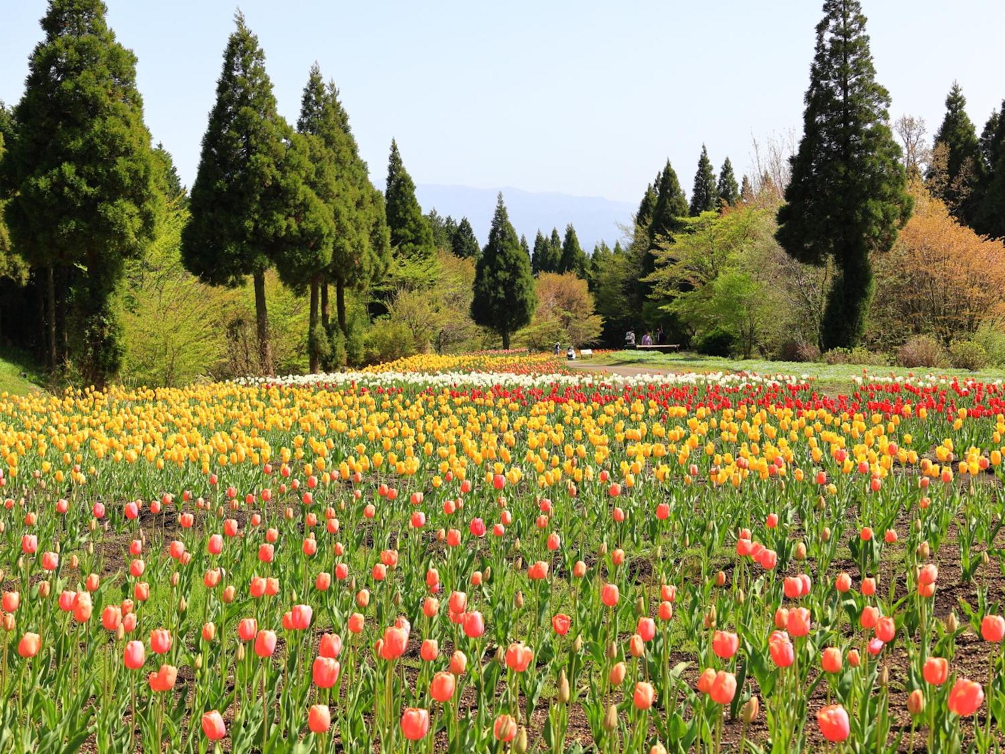くじゅう花公園　キャンピングリゾート花と星 Kuju Exteriér fotografie