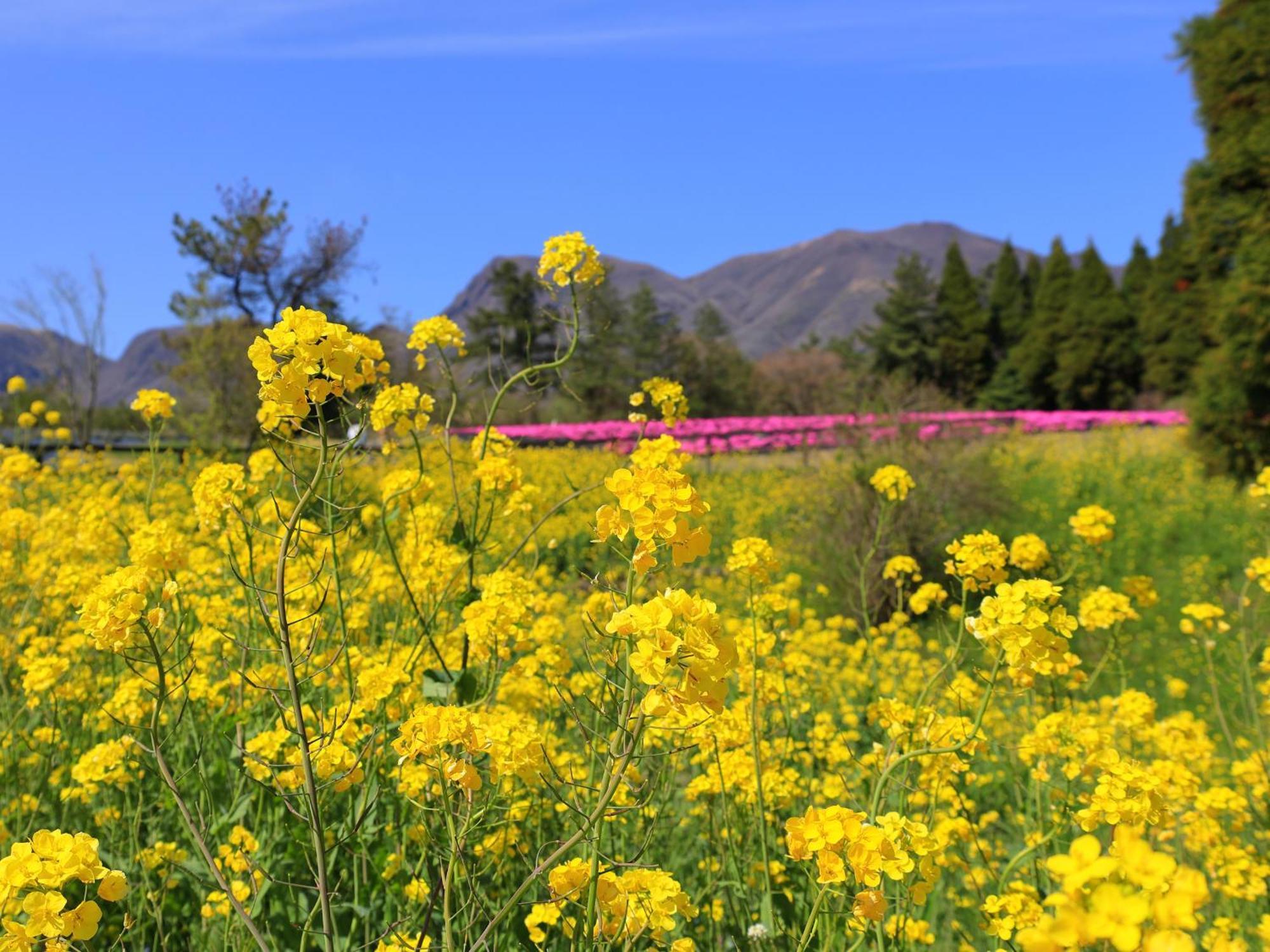 くじゅう花公園　キャンピングリゾート花と星 Kuju Exteriér fotografie