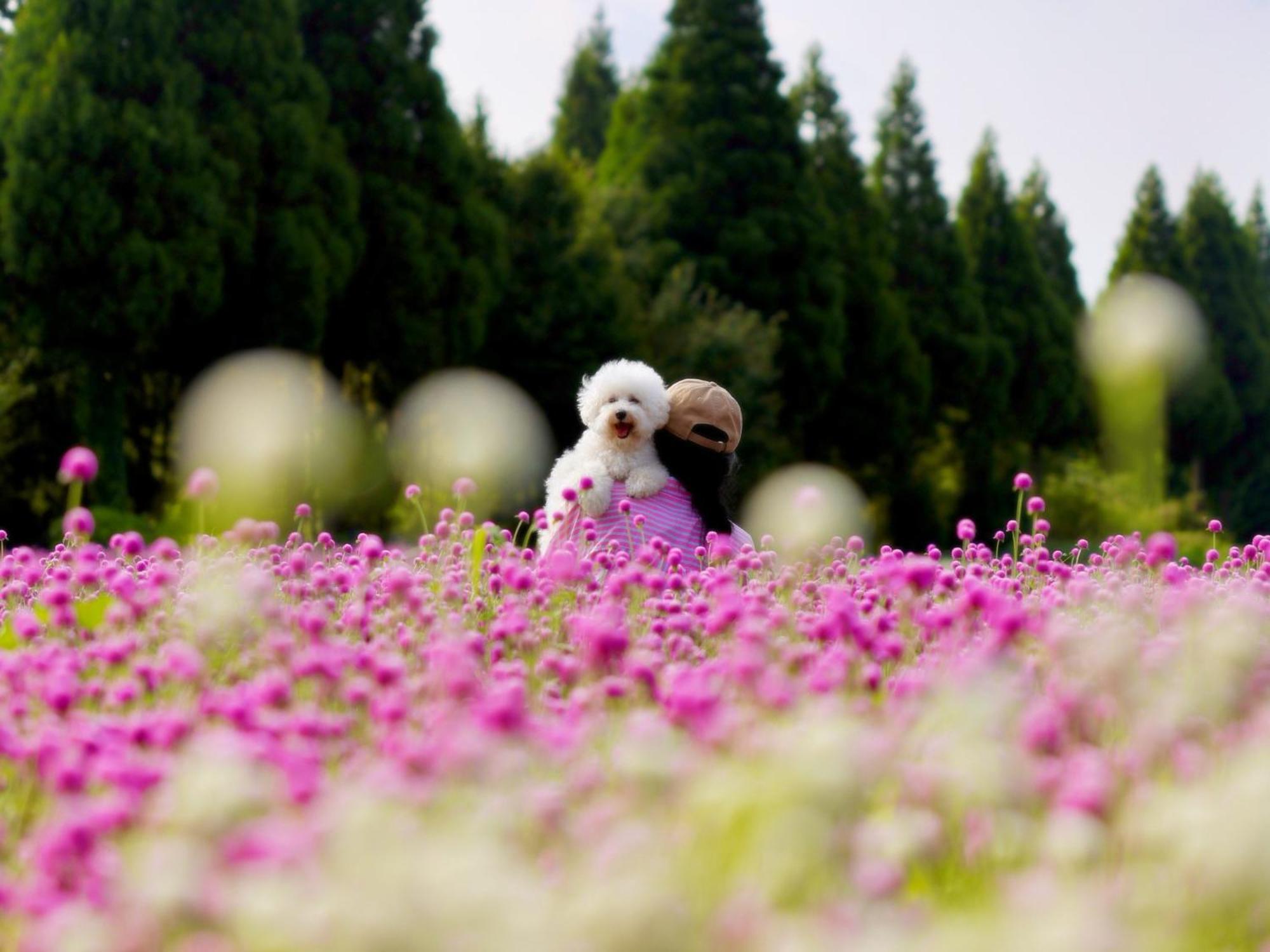 くじゅう花公園　キャンピングリゾート花と星 Kuju Exteriér fotografie